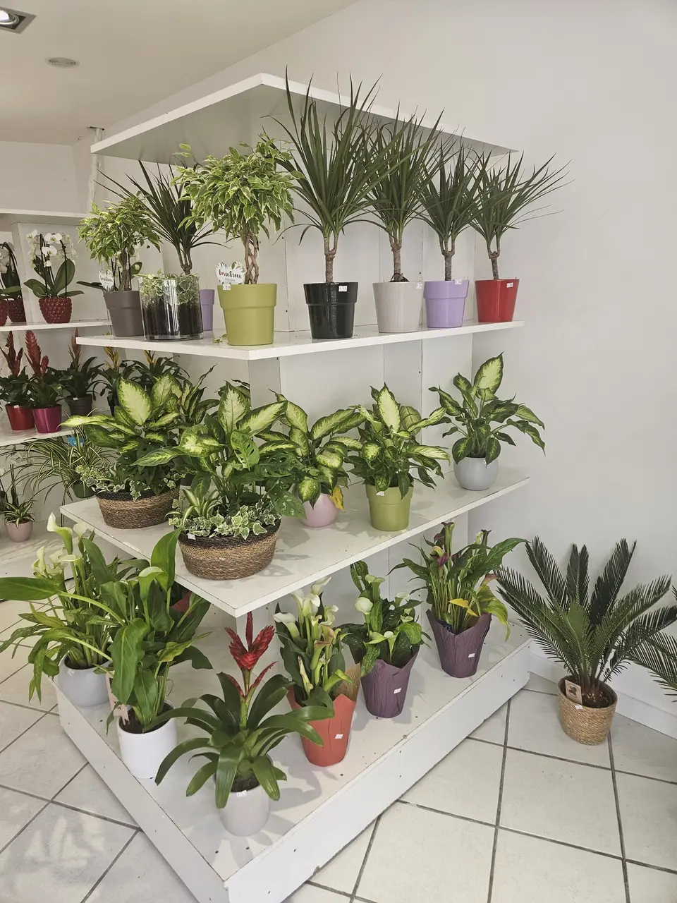 Étagère de plantes vertes en boutique