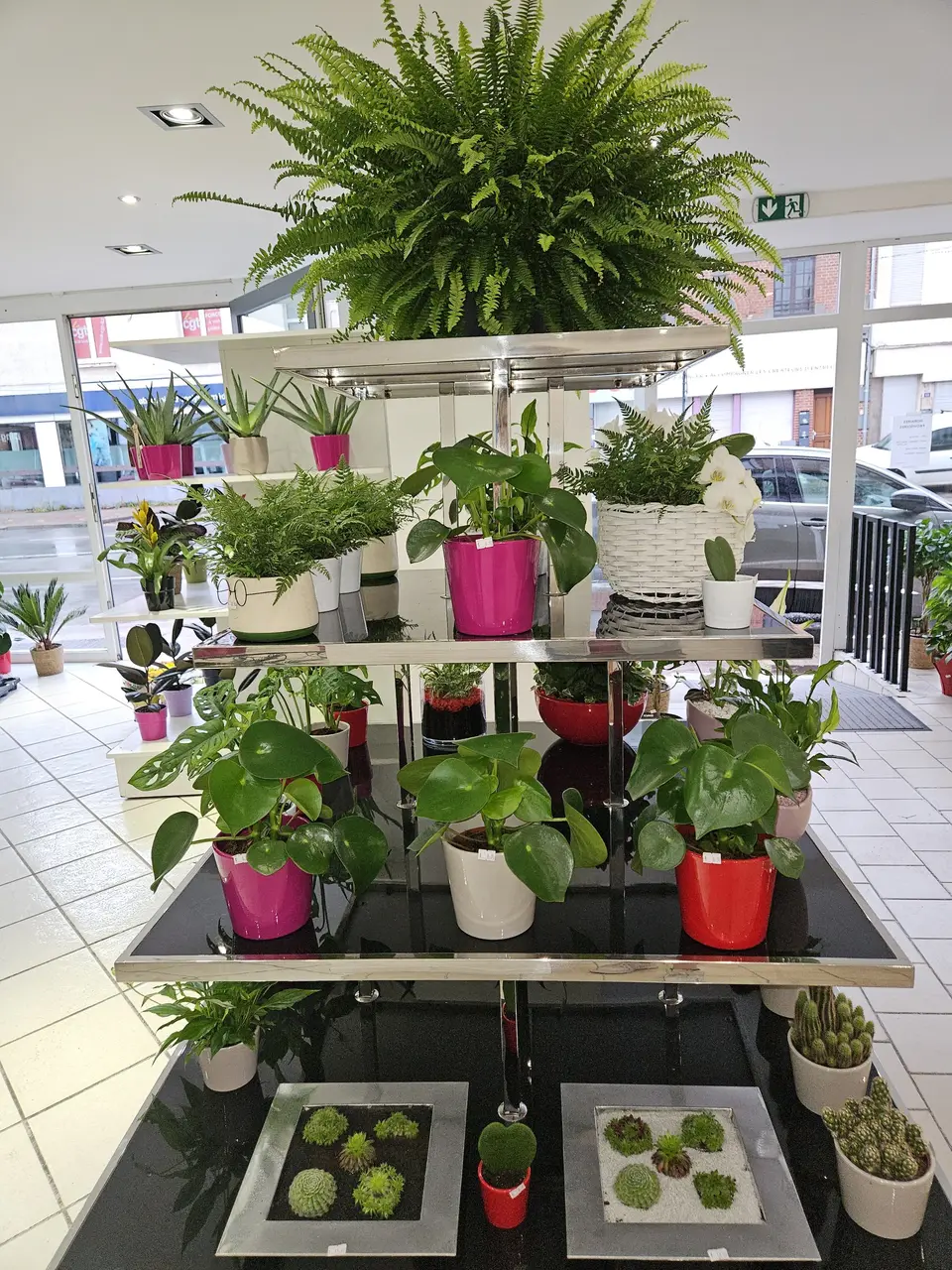 Présentoir de plantes devant la vitrine, fougère en tête