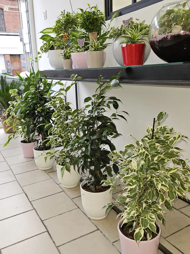 Plantes vertes baignées de lumière près de la vitrine