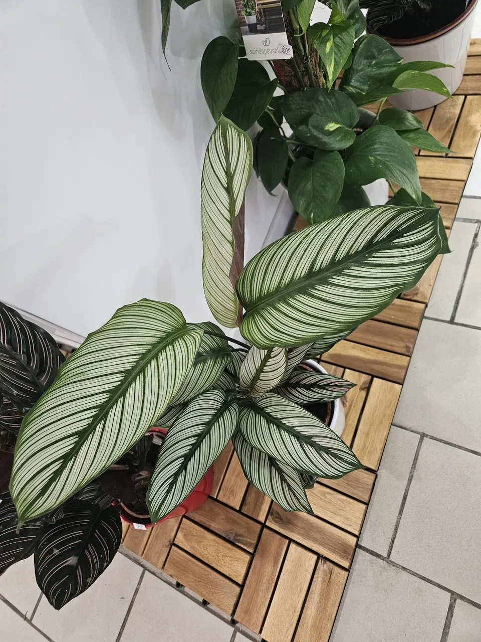 Calathea au feuillage graphique