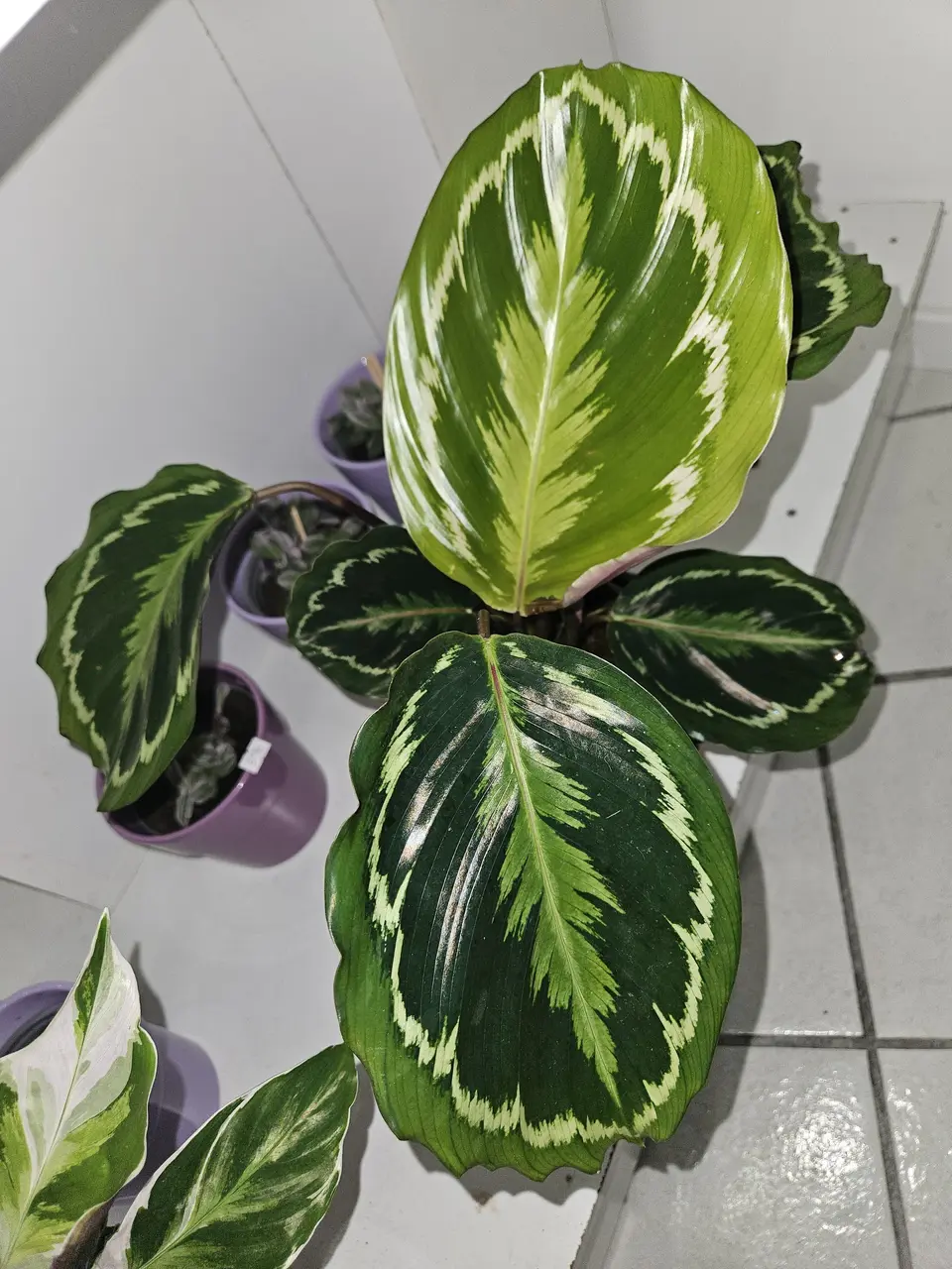 Calathea au feuillage médaillon