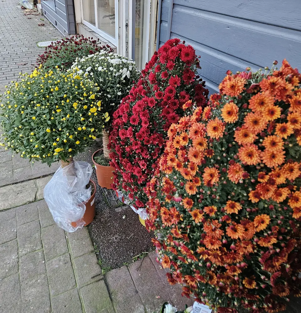 Chrysanthèmes orange et jaunes de saison