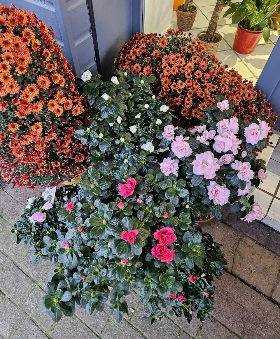 Chrysanthèmes et plantes de saison devant la boutique