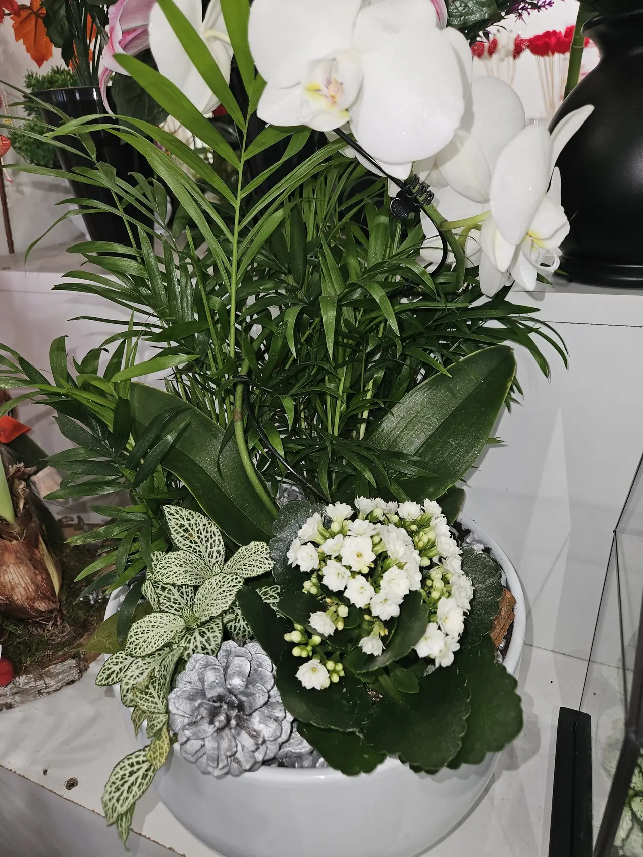 Composition de plantes blanches et vertes