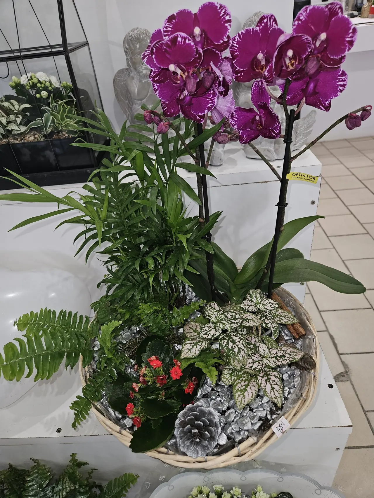 Composition de plantes avec orchidée et fougère