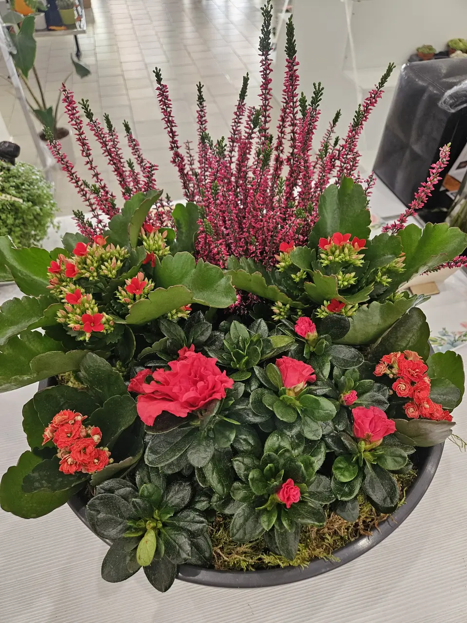 Coupe de bruyère et kalanchoé