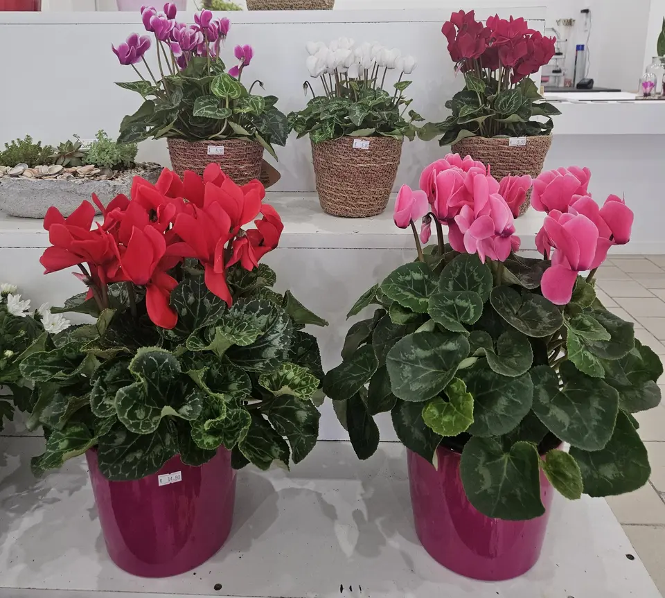 Cyclamens roses et fuchsia