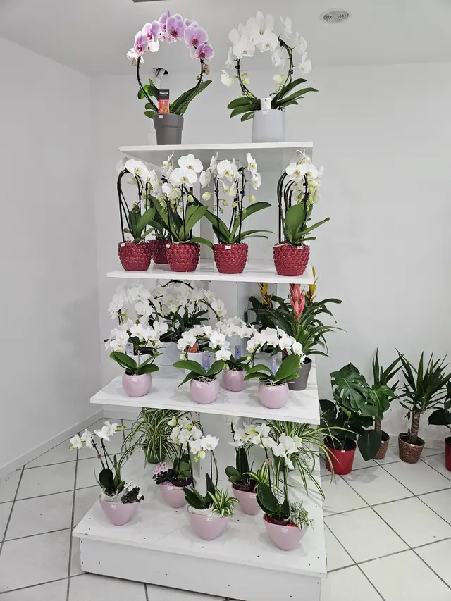 Étagère d'orchidées et de plantes vertes en boutique