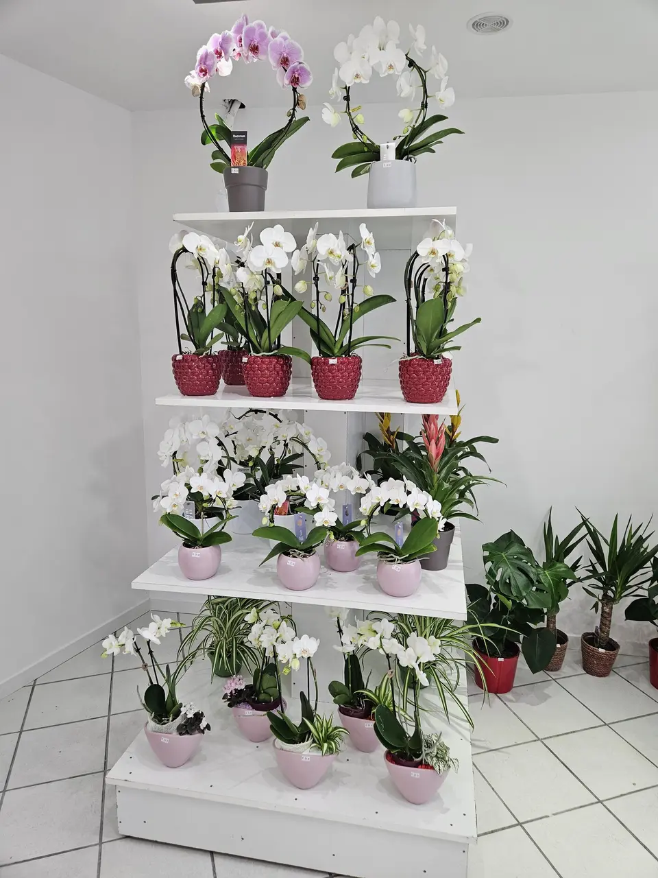 Étagère d'orchidées et de plantes vertes en boutique