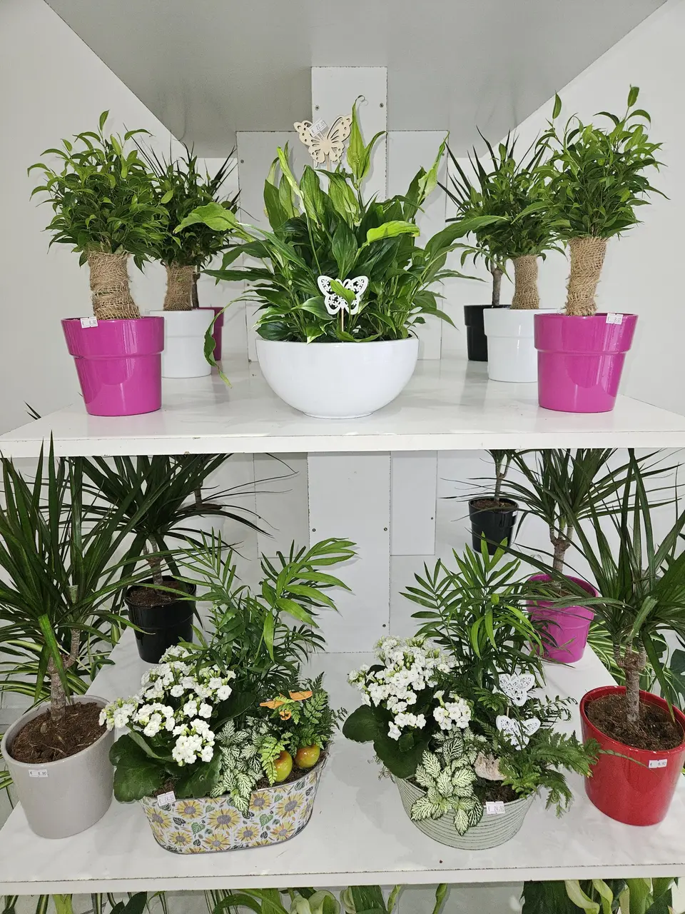 Plantes vertes et fleuries sur l'étagère blanche