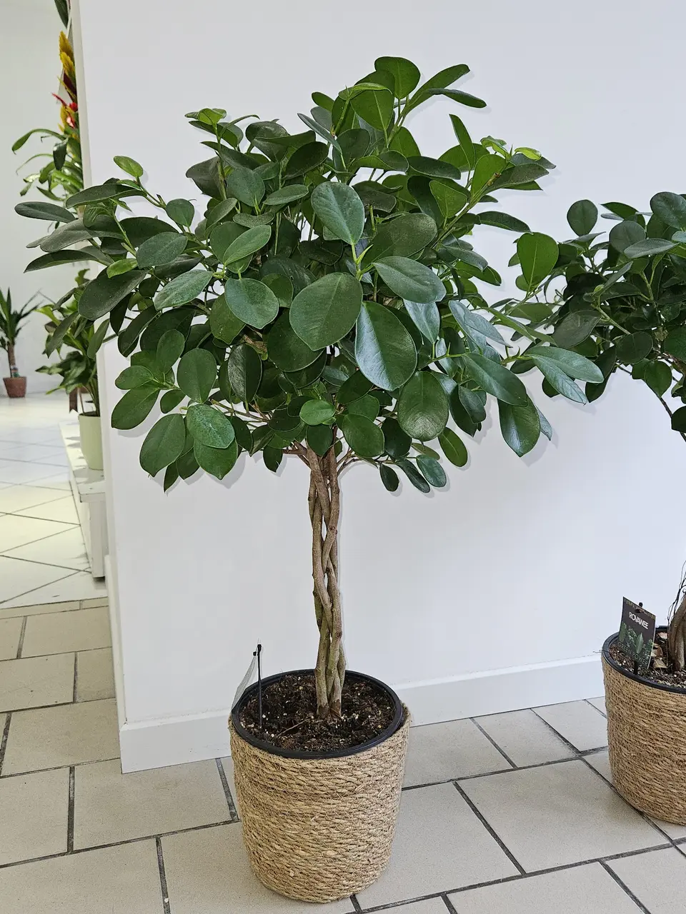 Ficus sur tige dans un cache-pot en osier