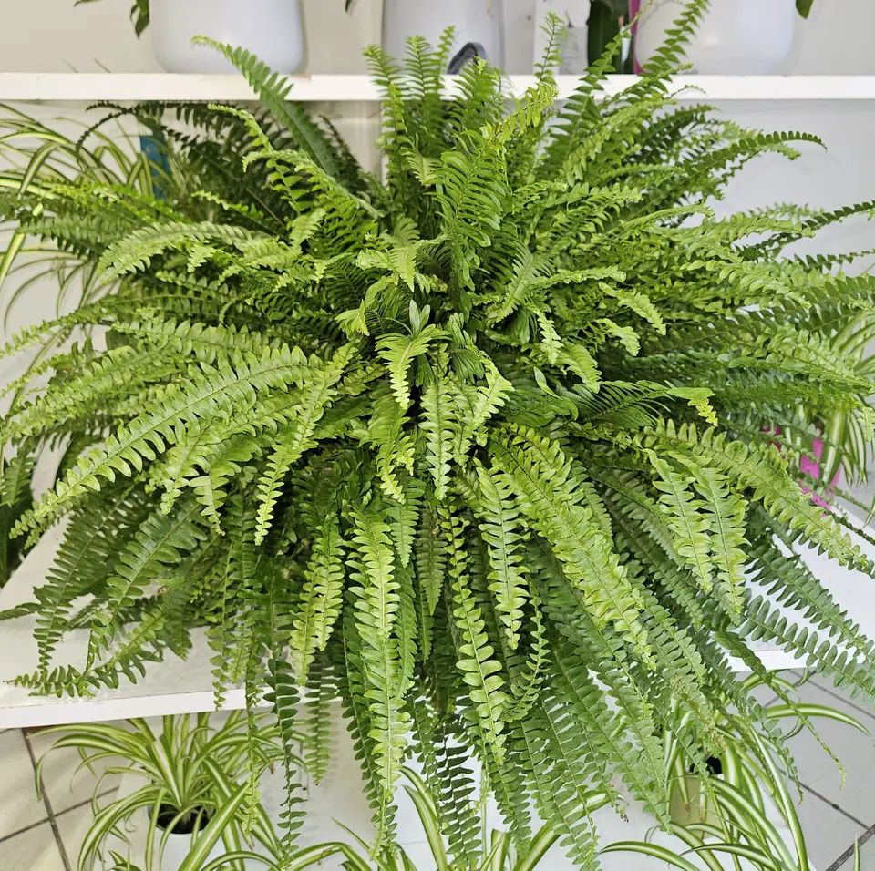 Fougère nephrolepis en pot