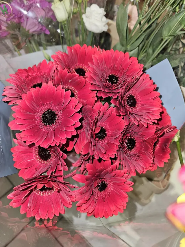 Gerberas rose fuchsia à cœur noir