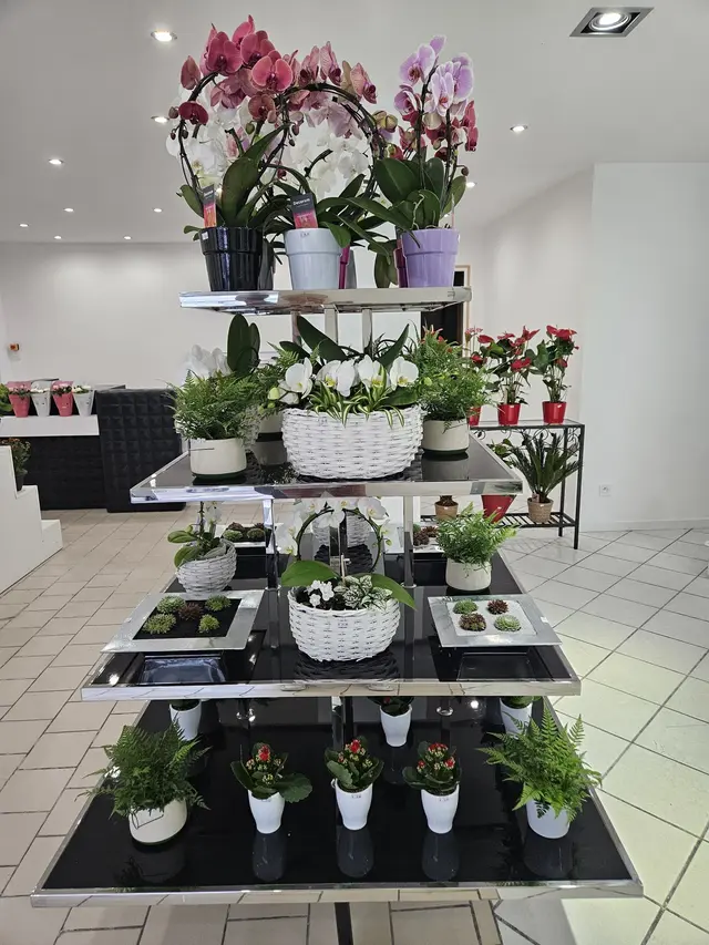 Intérieur de la boutique avec l'étagère de plantes et d'orchidées