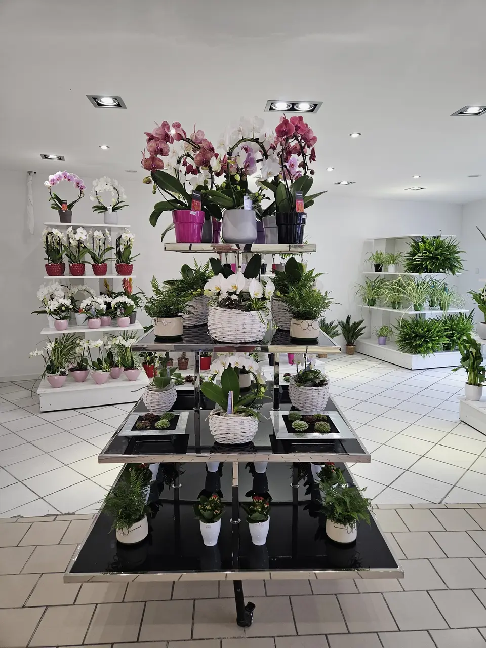 Présentoir de plantes au centre de la boutique
