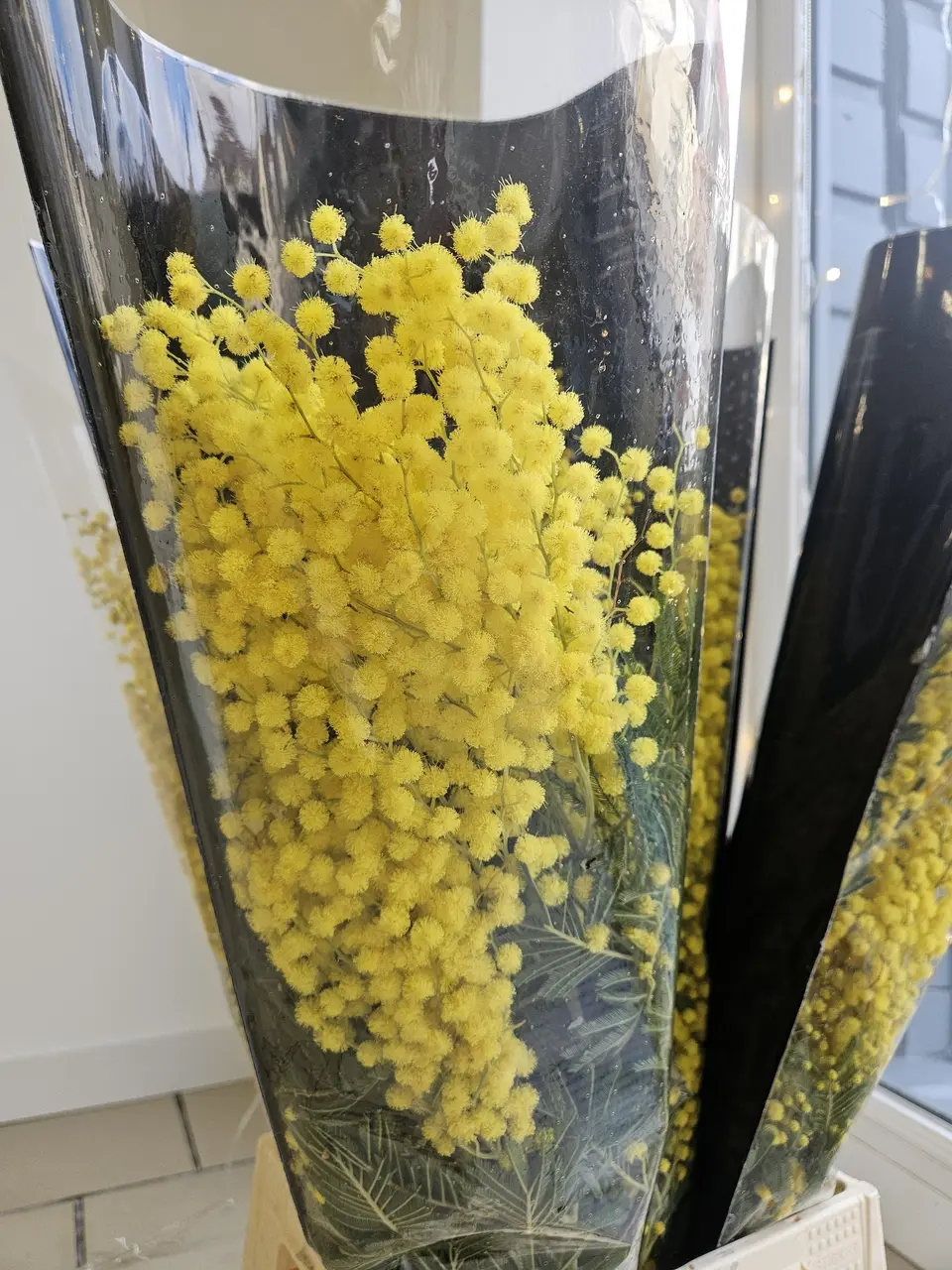 Mimosa fraîchement coupé