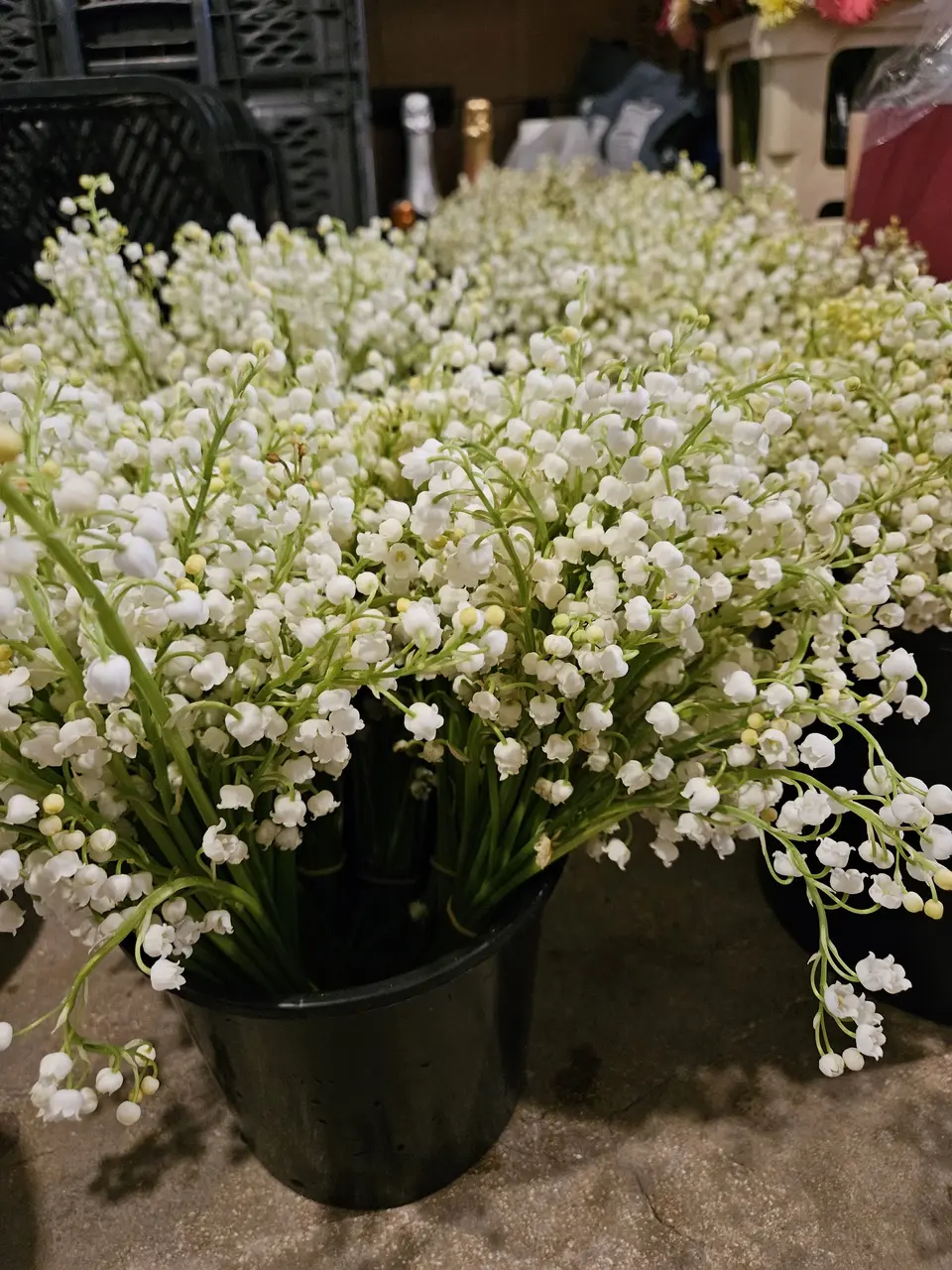 Pot de muguet en fleurs