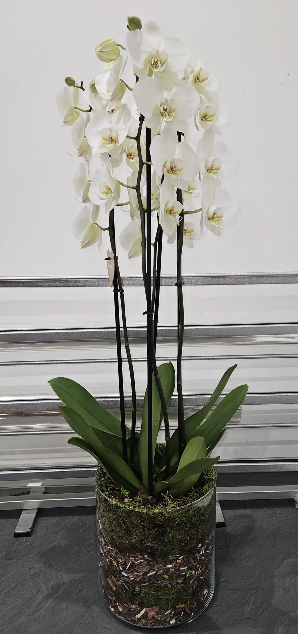 Orchidée blanche à deux tiges dans un pot en verre
