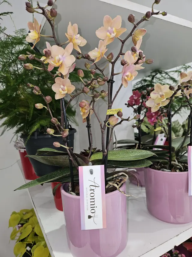 Orchidée rose tachetée