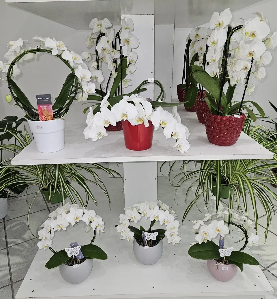 Orchidées phalaenopsis blanches sur l'étagère