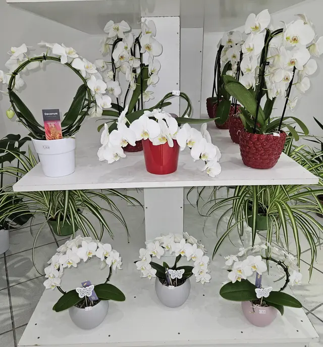 Orchidées phalaenopsis blanches sur l'étagère
