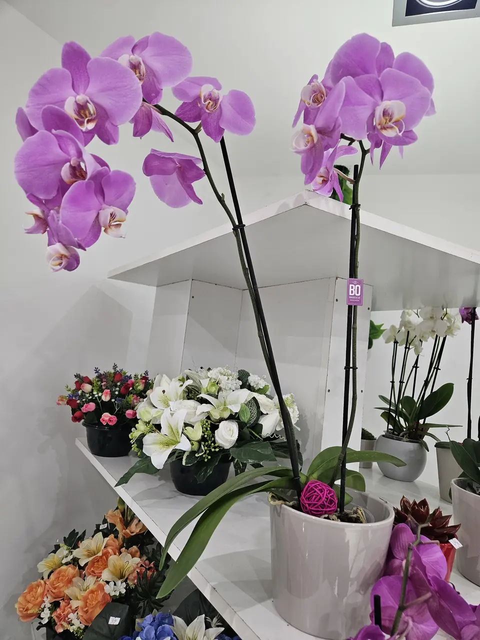 Orchidées violettes et roses en boutique