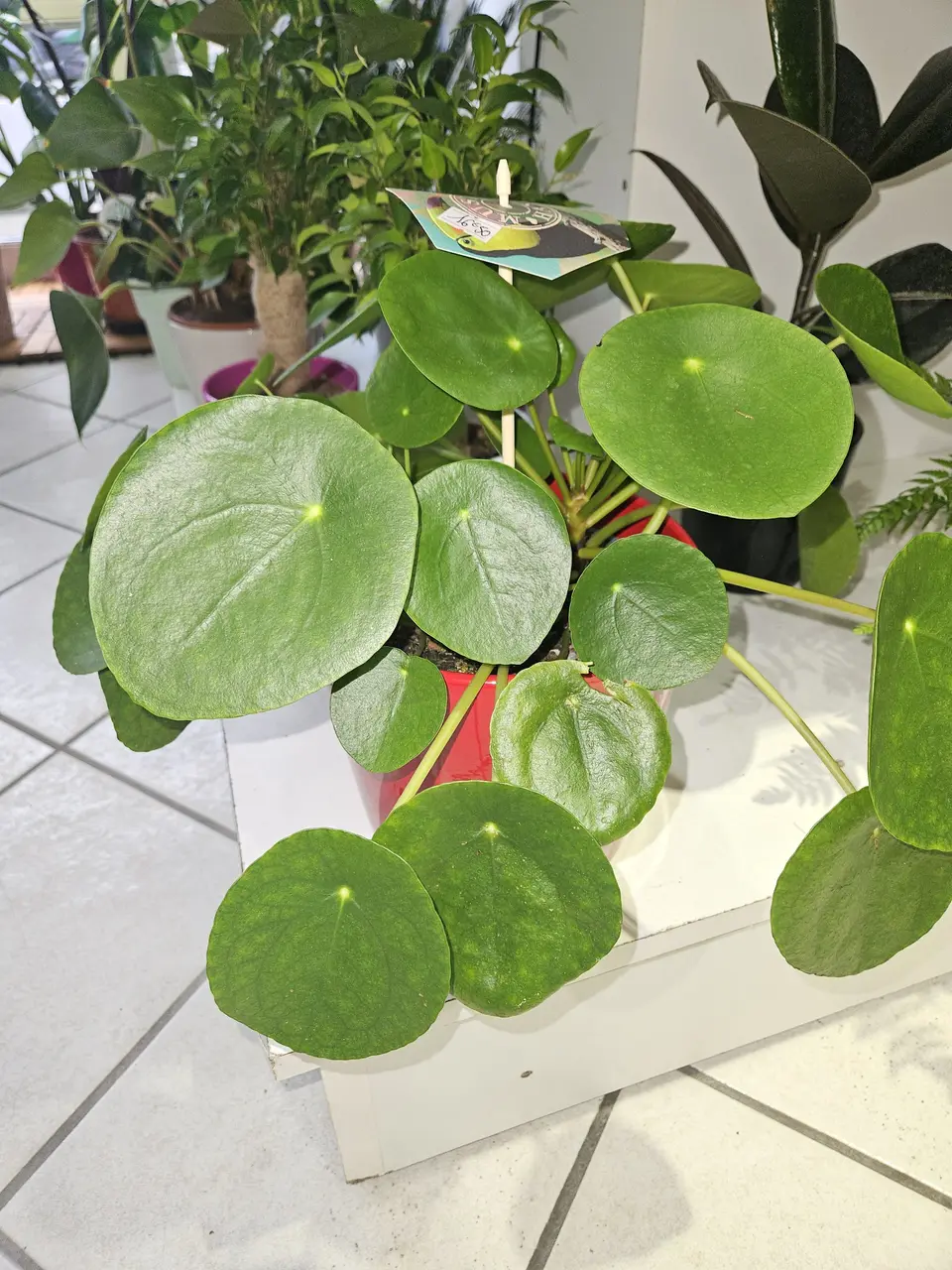 Pilea peperomioides en pot