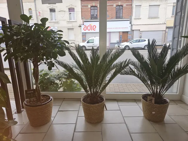 Plantes vertes et palmiers devant la vitrine de la boutique
