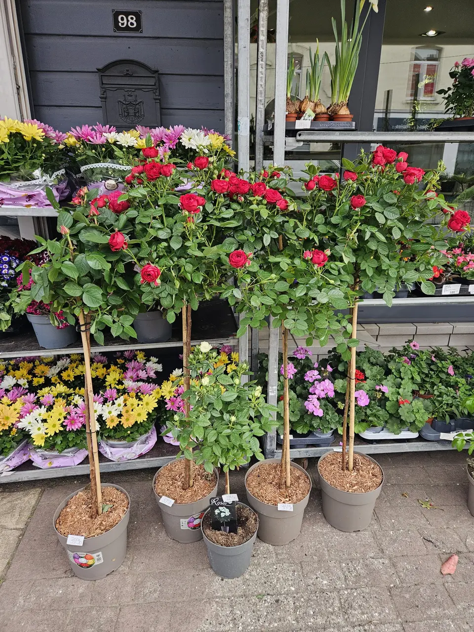 Plantes fleuries devant la boutique