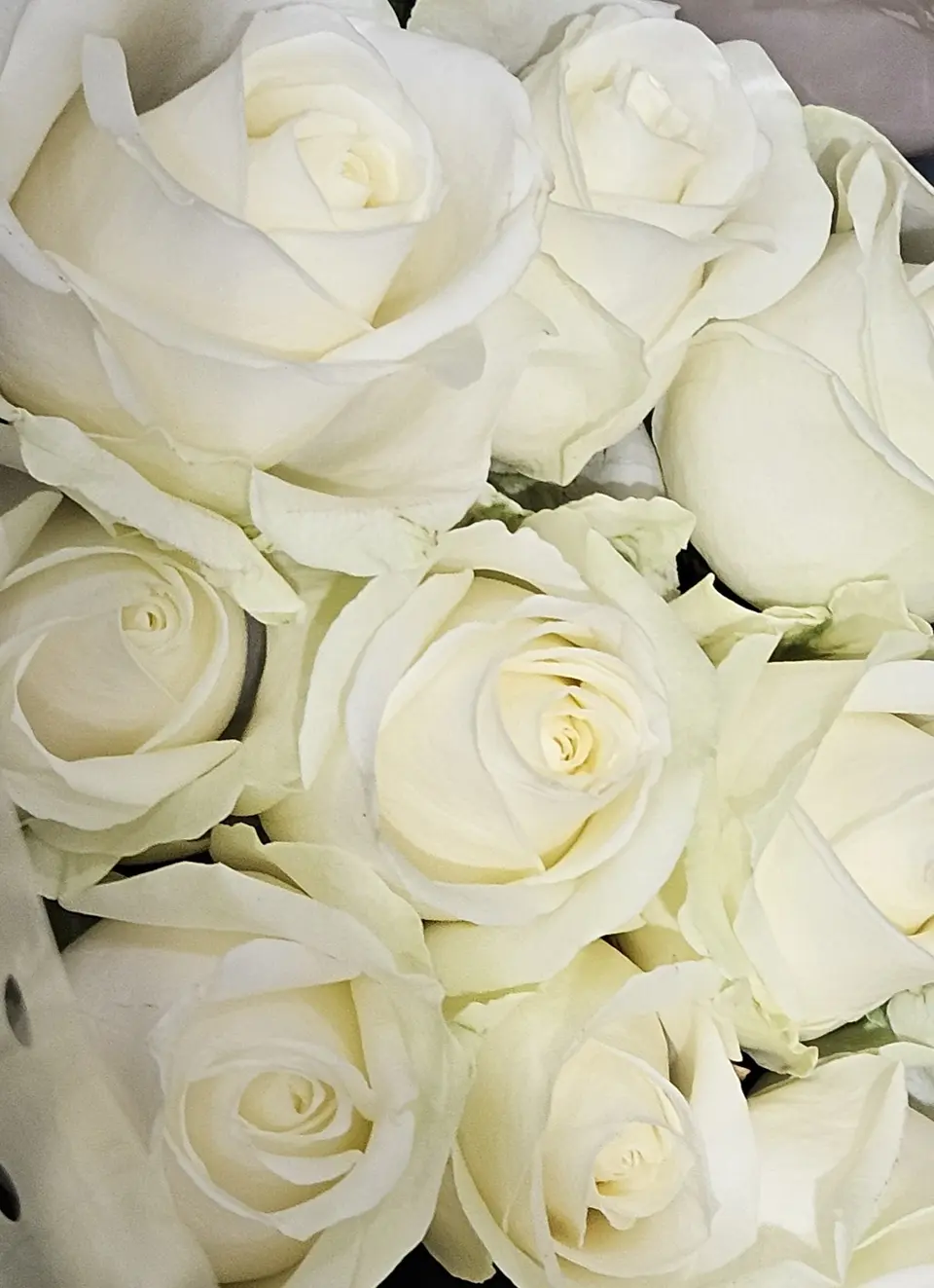 Gros plan sur des roses blanches