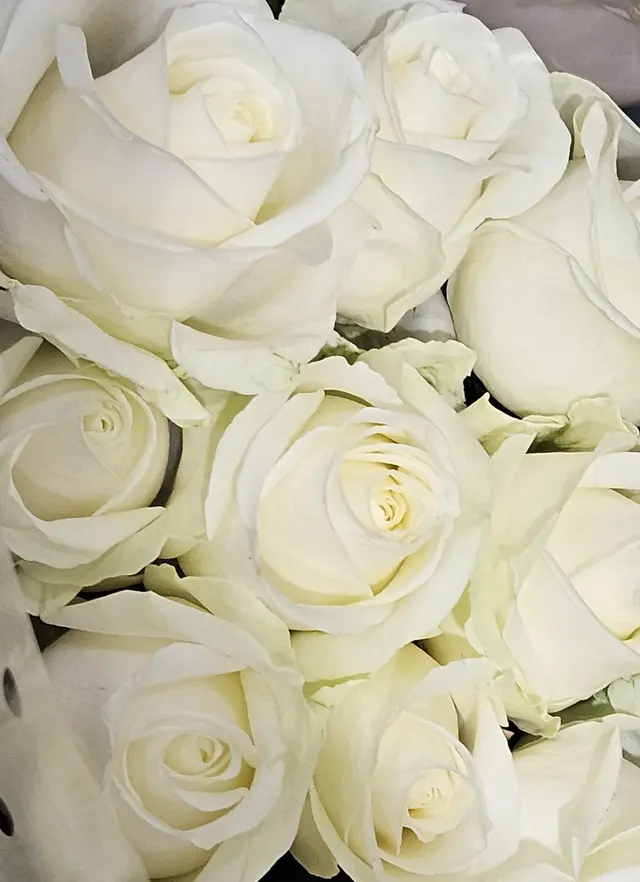 Gros plan sur des roses blanches