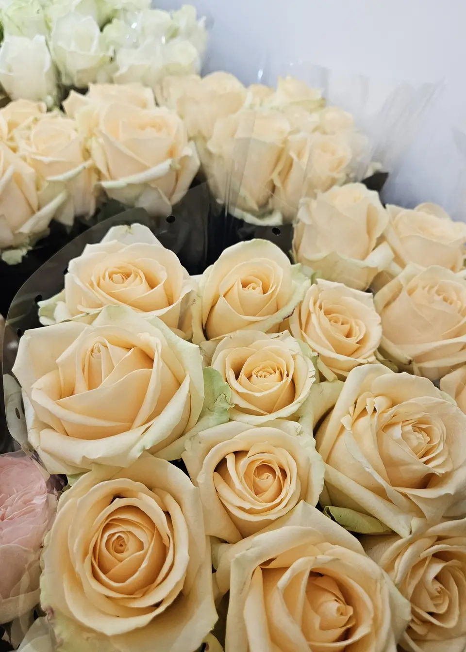 Roses crème en botte