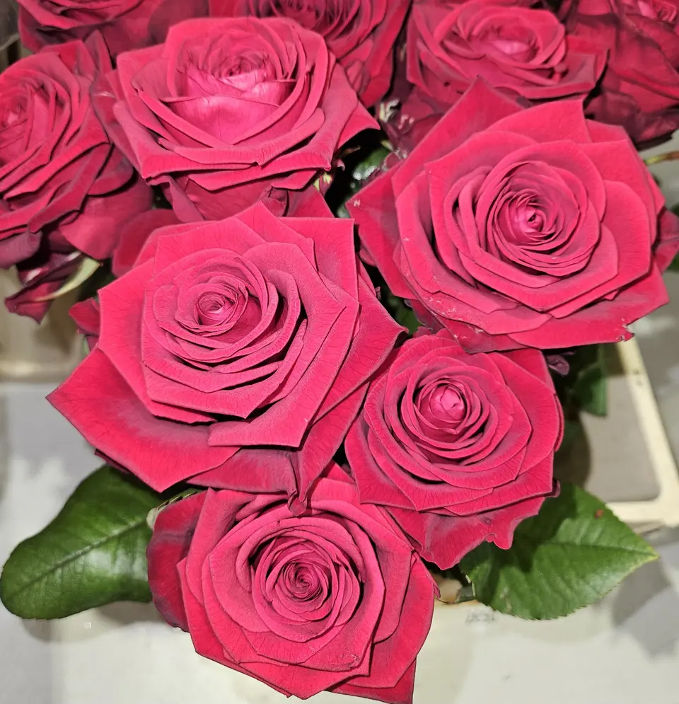 Roses fuchsia en boutons
