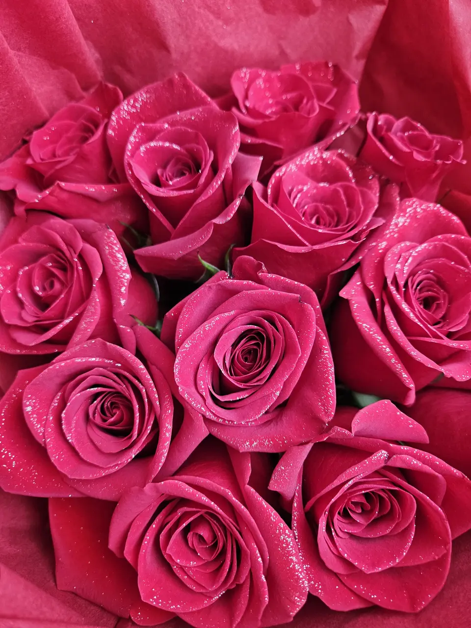 Gros plan sur des roses fuchsia