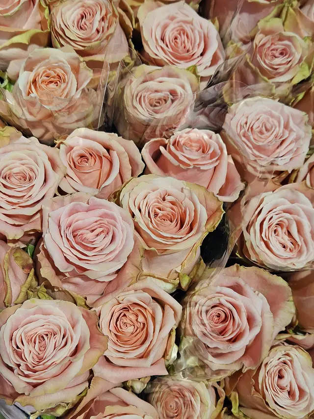 Roses pêche fraîchement arrivées