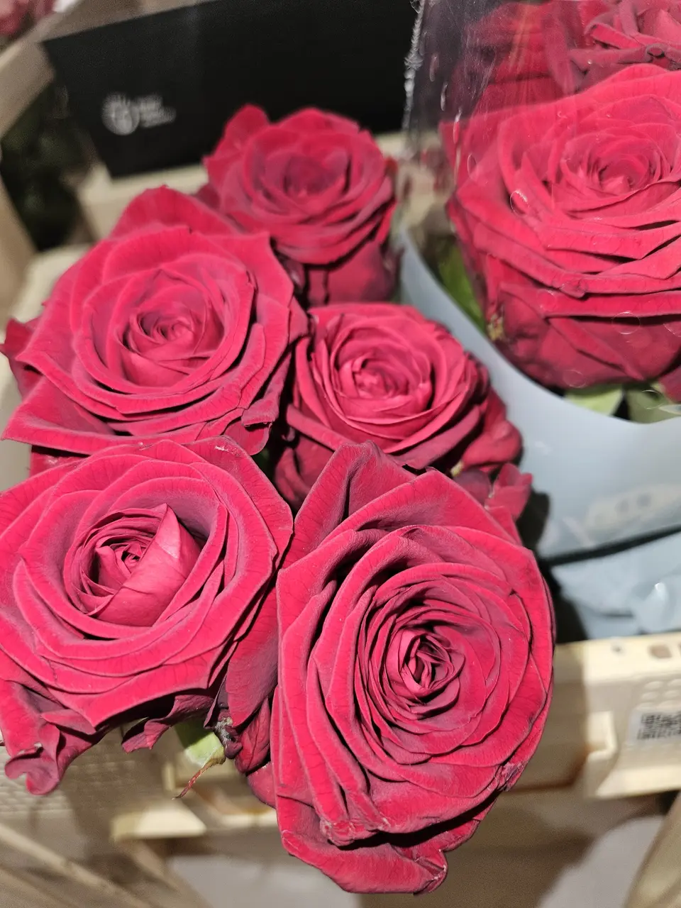 Gros plan sur des roses rouges