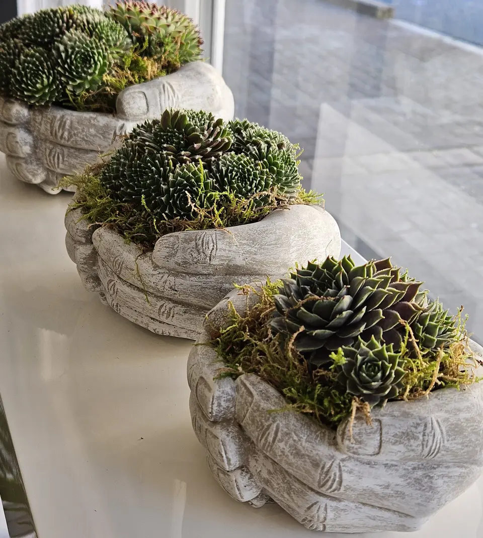 Succulentes dans des pots en pierre