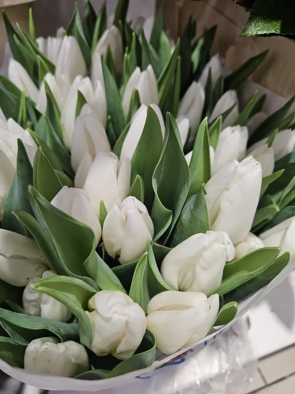 Tulipes blanches en botte