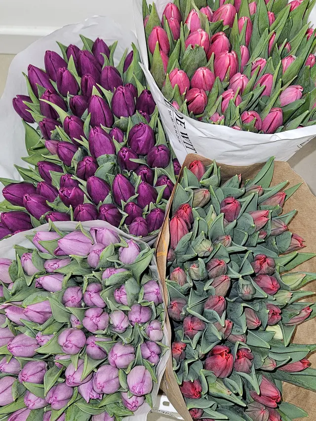 Tulipes roses et violettes en bottes